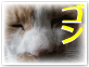 ワインフォーラムの招き猫